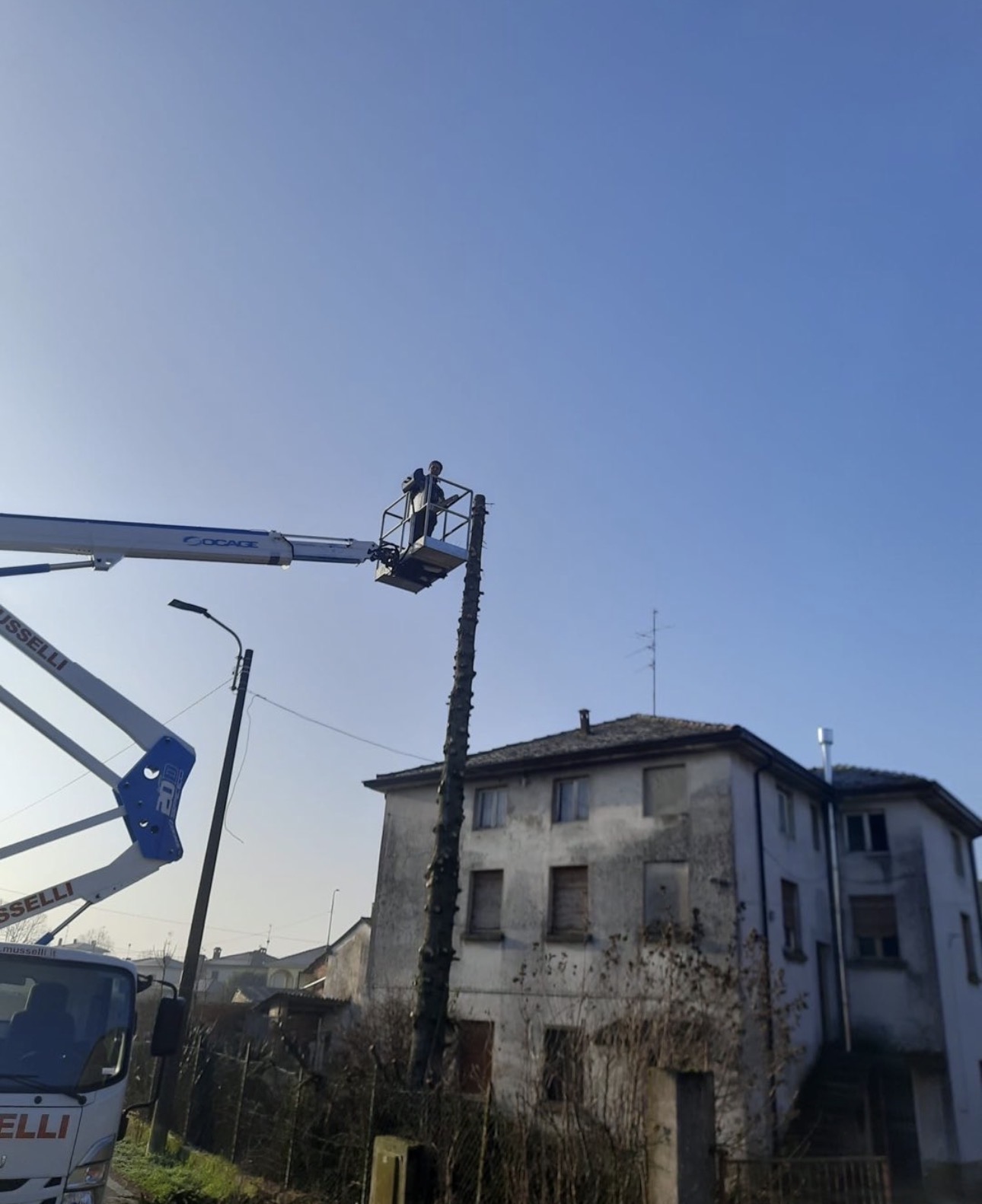 Potatura di un albero ad alto fusto
